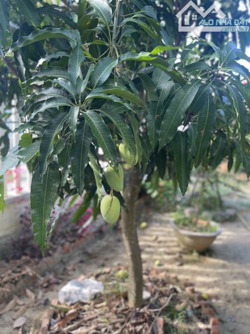 Nhà Sân Vườn  căn góc Vĩnh Phương gần Sông Cái view mát mẻ