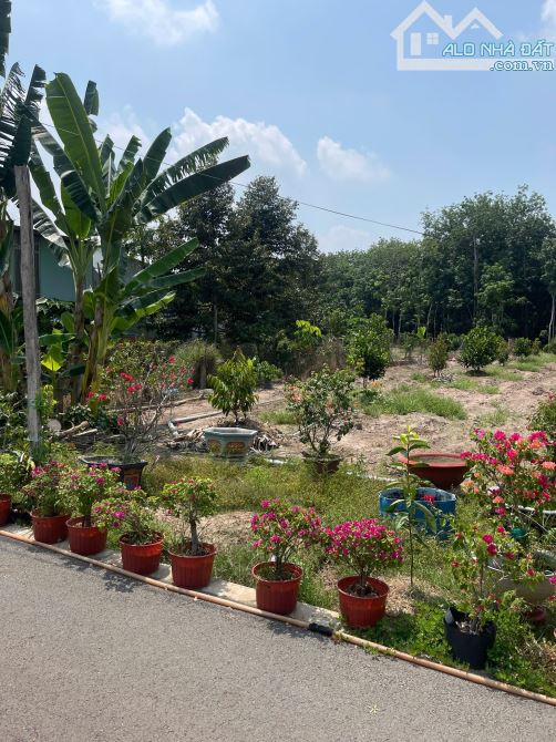EM CẦN BÁN LÔ ĐÂT 1000m2 GIÁ 300tr - 1