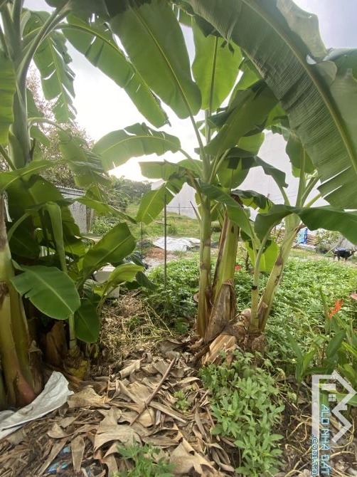 Bán 543m2 ( 10 x 54 ) cách ĐH Nam Cần Thơ 1km - 3