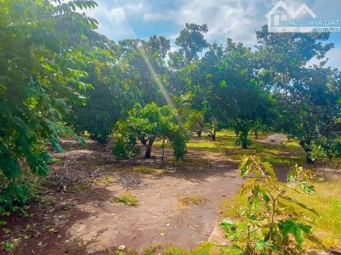 BÁN VƯỜN ĐIỀU 1.3HA TRUNG TÂM XÃ, MẶT TIỀN NHỰA, SẴN THỔ CƯ, GIÁ SIÊU RẺ - 4
