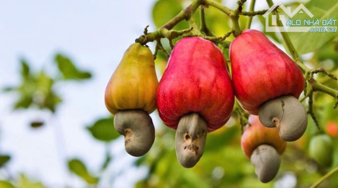 BÁN VƯỜN ĐIỀU 1.3HA TRUNG TÂM XÃ, MẶT TIỀN NHỰA, SẴN THỔ CƯ, GIÁ SIÊU RẺ - 6