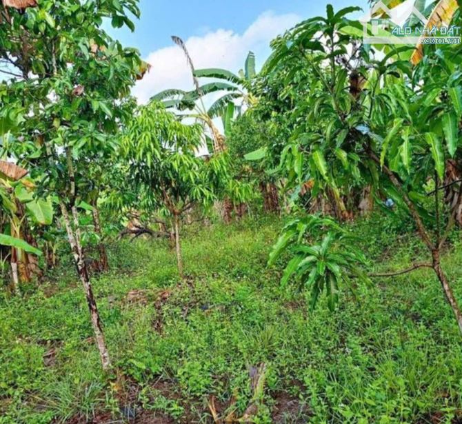 🌿 BÁN LÔ ĐẤT RỘNG 40HA TẠI LƯƠNG SƠN – NHA TRANG - 16