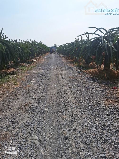 ✅ Bán đất thổ đường đá ôtô 4 chổ thuộc Ấp Cầu Đôi , An Lục Long , Châu Thành _ DT: 5x30m2 - 2