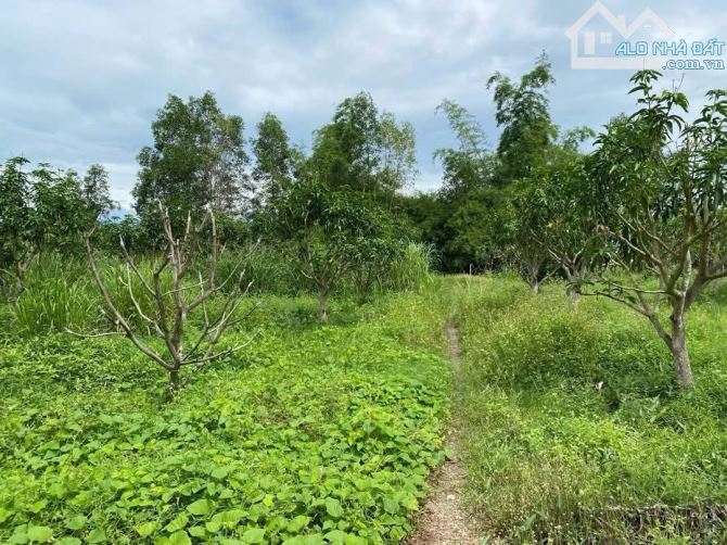 Bán đất làm vườn diên lâm diên khánh tỉnh khánh hòa - 4