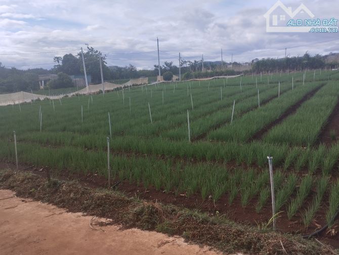 BÁN ĐẤT NỀN LIÊN KHƯƠNG, VEN ĐÀ LẠT - 1