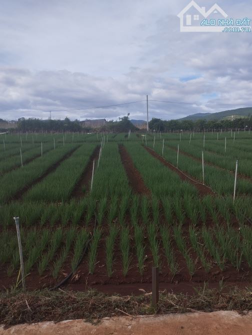 BÁN ĐẤT NỀN LIÊN KHƯƠNG, VEN ĐÀ LẠT - 2