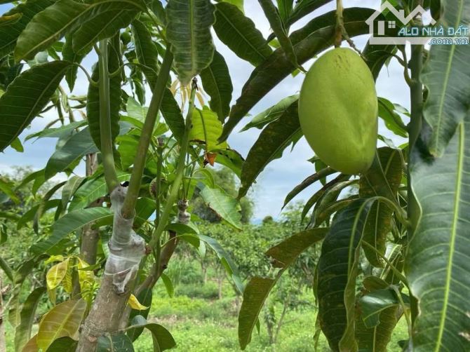 Bán đất làm vườn diên lâm diên khánh tỉnh khánh hòa - 7