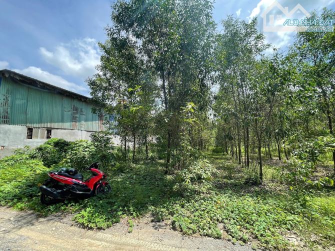 D223 Bán lô đất 1.3mẫu ( 13.000m2 ) Xã Thiện Tân Vĩnh Cửu   Vị Trí Gần Đường Hoàng Văn Bổn - 3