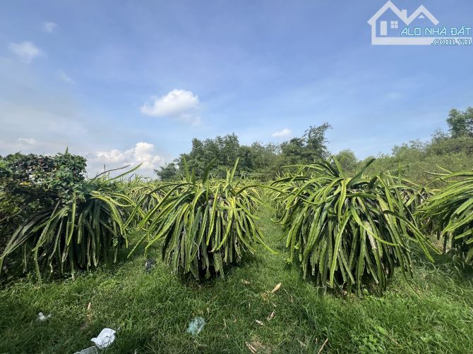 Bán vườn thanh long và tre tứ quý tại xã Hàm Kiệm