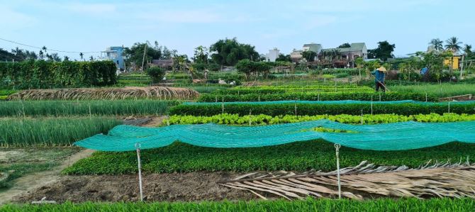 Bán lô đất đẹp lô góc mặt tiền đường Mỹ Khê 7