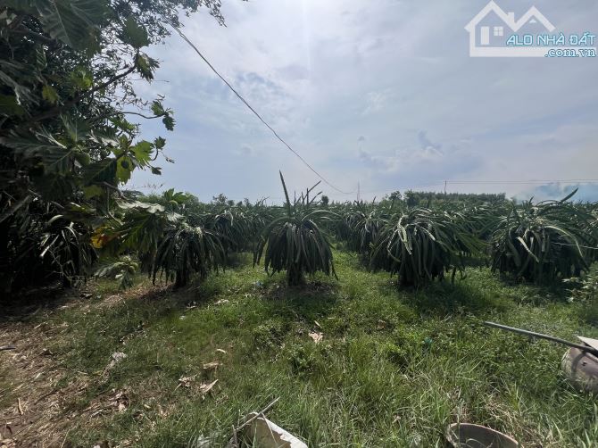 Bán vườn thanh long và tre tứ quý tại xã Hàm Kiệm - 1