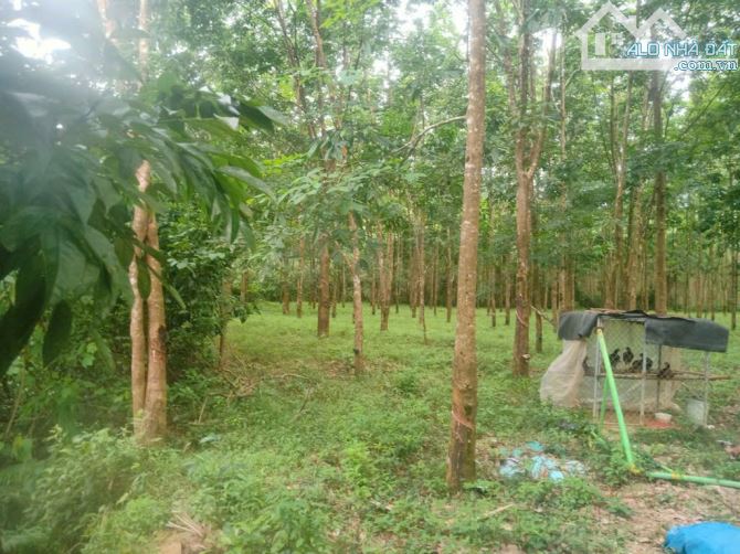 BÁN LÔ ĐẤT SIÊU ĐẸP GẦN KHU DU LỊCH BẠCH MÃ – PHÙ HỢP XÂY RESORT, KINH DOANH DU LỊCH - 1