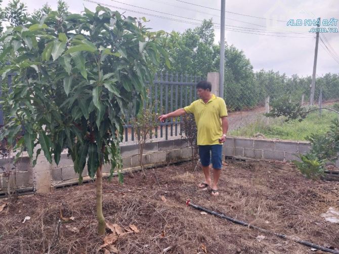 BÁN VIEW NGHĨ DƯỠNG TẠI LONG TÂN ĐẤT ĐỎ, DT 1055M2 CO 300TC, CÓ NHÀ CÂP 4 - 2