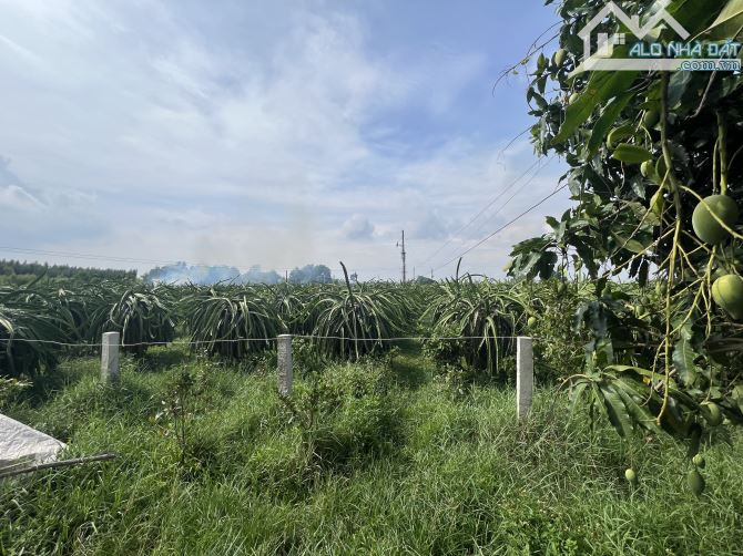 Bán vườn thanh long và tre tứ quý tại xã Hàm Kiệm - 3