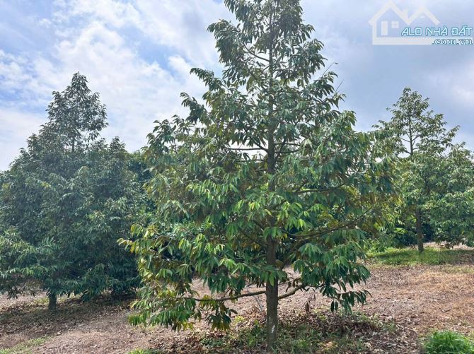 BÁN NHÀ VƯỜN SẦU RIÊNG 4299M2 ĐƯỜNG BÊ TÔNG CÓ SẴN 300M2 THỔ CƯ KHU DÂN CƯ CHỈ 1TY8 - 3