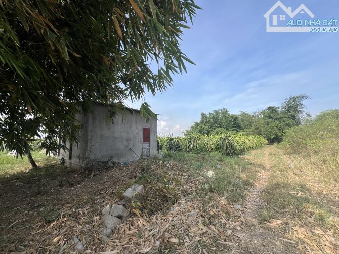Bán vườn thanh long và tre tứ quý tại xã Hàm Kiệm - 4