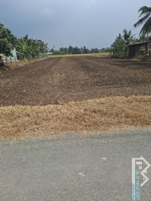 4,5ha quy hoạch SKC MT đường nhựa tại xã Mỹ Thạnh Đông Đức Huệ - 4