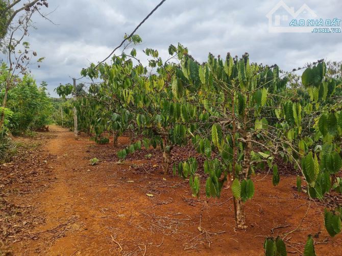 8,2 sào 300m thổ cư hai mặt tiền đường nhựa tại Ea Kued Cư Mgar DakLak - 4