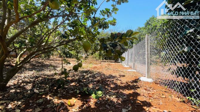 Bán đất vườn xã Long Tân giáp tp Bà Rịa. 1186m2 20m mặt tiền giá chỉ 3,2 tỷ - 8