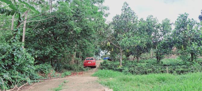 Đất cách TL87 chỉ 300m tại Ba Trại, Ba Vì, Hà Nội.View núi,cánh đồng,trong đất có ao nhỏ - 11