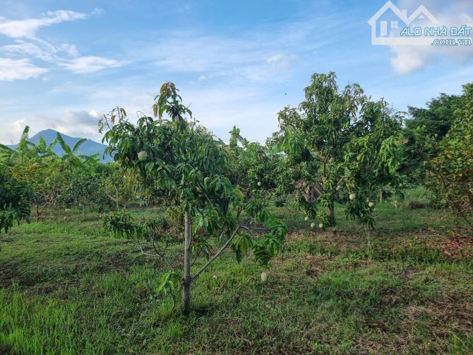 Đất đẹp Cam Phước Tây, Cam Lâm. 450m2. Khu dân cư. Giá 1tỷ50tr. 100 m2 thổ - 4