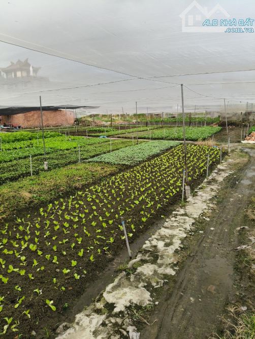 SIÊU HIẾM LÔ ĐẤT 34M x 70M - SONG HÀNH - TÂN HIỆP HÓC MÔN - CHỈ 30 TỶ - 1