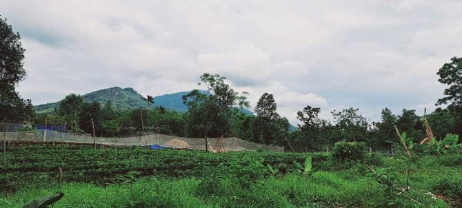 Đất cách TL87 chỉ 300m tại Ba Trại, Ba Vì, Hà Nội.View núi,cánh đồng,trong đất có ao nhỏ - 12