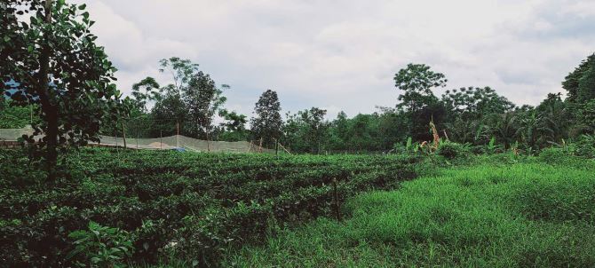 Đất cách TL87 chỉ 300m tại Ba Trại, Ba Vì, Hà Nội.View núi,cánh đồng,trong đất có ao nhỏ - 14