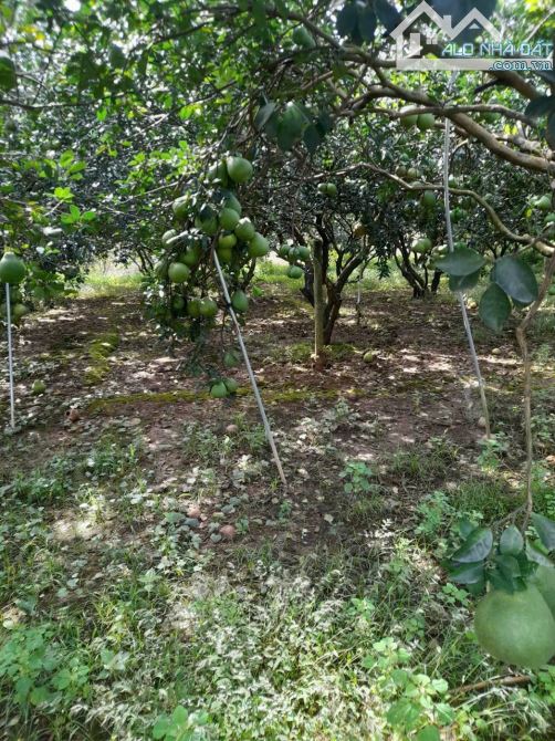 Cần bán 1400m ma95t tiền Hương Lộ 9, Tân Bình, Vĩnh Cữu. Có 300m thổ cư. Giá 9,3 tỷ tl - 2