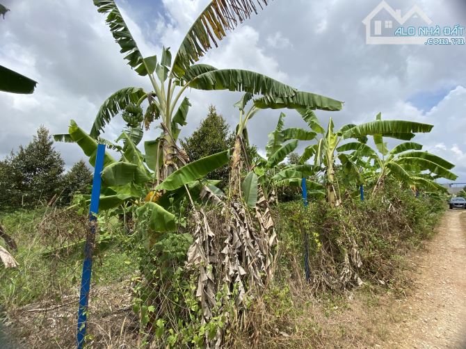 Bán đất tại Long Tân, Diện tích: 1000m2, giá bán: 950triệu Huyện Đất Đỏ - 3
