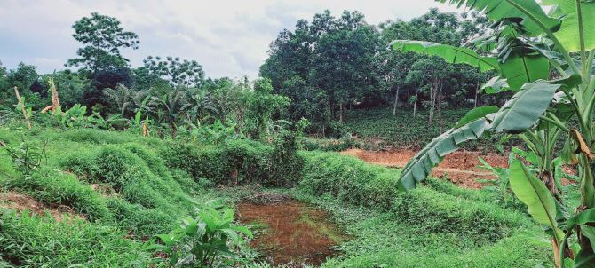 Đất cách TL87 chỉ 300m tại Ba Trại, Ba Vì, Hà Nội.View núi,cánh đồng,trong đất có ao nhỏ - 3