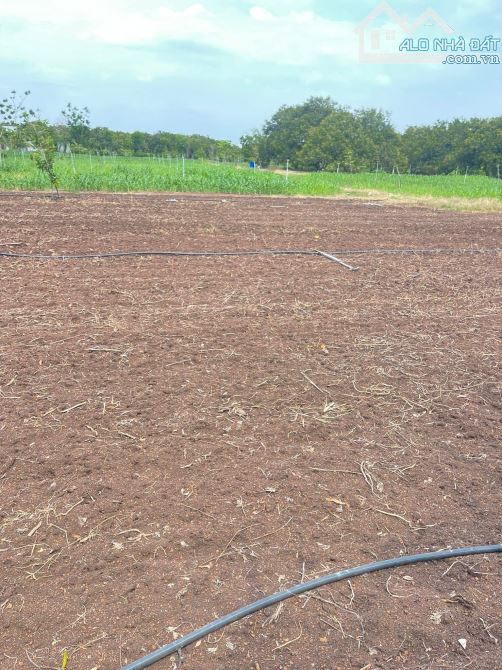 Chủ cần bán đất vườn Xuân Phú Xuân Lộc Đồng Nai - 3