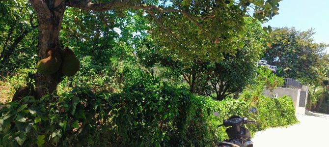 Đất dân thị trấn hướng Đông Nam ngay ngã ba Thành phù hợp làm nhà vườn - 5