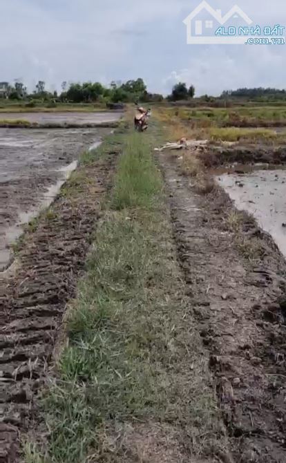 Bán đất nông nghiệp 3900m2, giá 20 tỷ, xã Tân Hiệp, huyện Hóc Môn, TP.HCM - 5