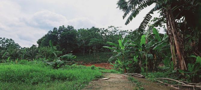 Đất cách TL87 chỉ 300m tại Ba Trại, Ba Vì, Hà Nội.View núi,cánh đồng,trong đất có ao nhỏ - 6