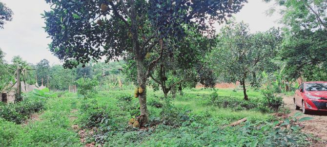 Đất cách TL87 chỉ 300m tại Ba Trại, Ba Vì, Hà Nội.View núi,cánh đồng,trong đất có ao nhỏ - 7