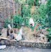 Bán gấp đất Di Trạch gần Vành Đai 3.5 khu đô thị Hinode ngõ thông ôtô vào đất 63m2 chỉ hơn