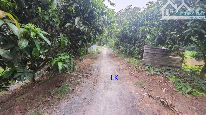 🔰Bán đất lúa: 2.600m² (12.5m x 208m) 🔰Đường đá xe ba gác
