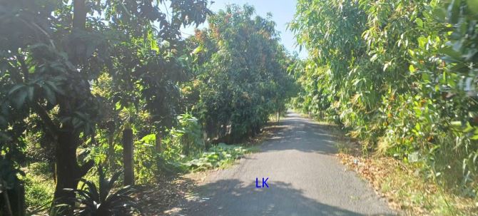 🔰Bán vườn mít: 11.600m² (Mặt tiền 49m, hậu 24m) 🔰Đường nhựa 3.5m, xã Bình Hàng Tây
