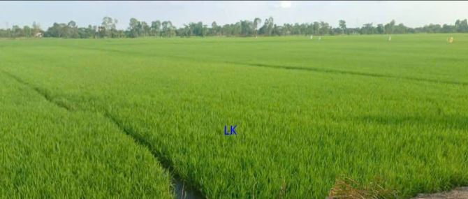 🔰Bán đất lúa: 2.600m² (12.5m x 208m) 🔰Đường đá xe ba gác - 1