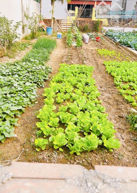 Chủ cần tiềnn giảm ngay 350tr lô đất Vân Nội ngõ thông ô tô tránh 100m - 1