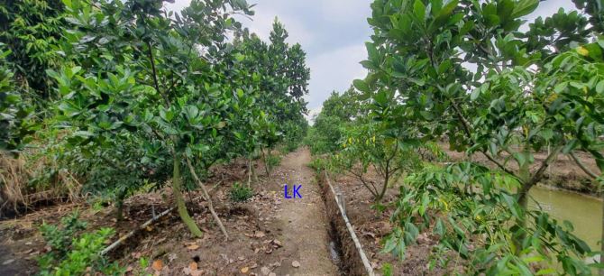 🔰Bán vườn mít: 11.600m² (Mặt tiền 49m, hậu 24m) 🔰Đường nhựa 3.5m, xã Bình Hàng Tây - 1