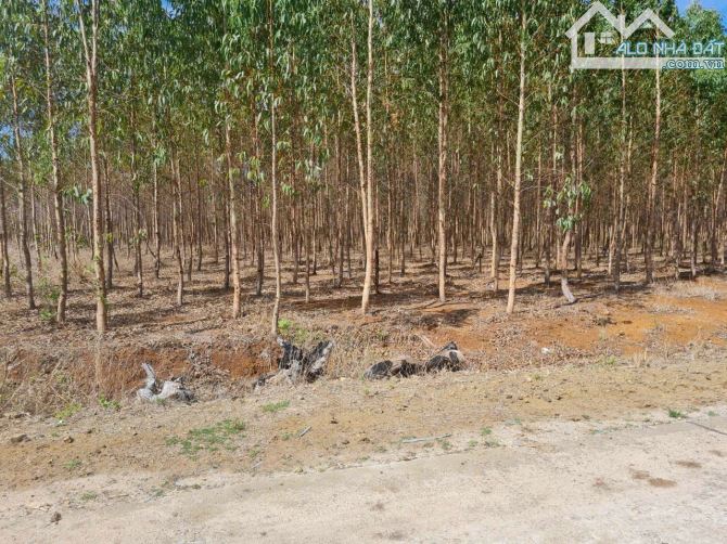 Bán 8 mẫu đất 3 mặt tiền tại Kon Chiêng , MangYang , Gia Lai - 2