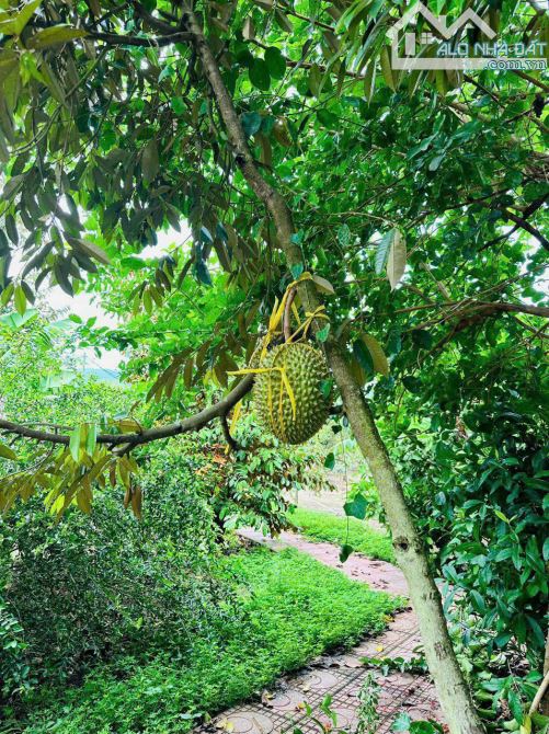 bán nhà vườn tâm huyết đường ô tô vào đến đất - 2
