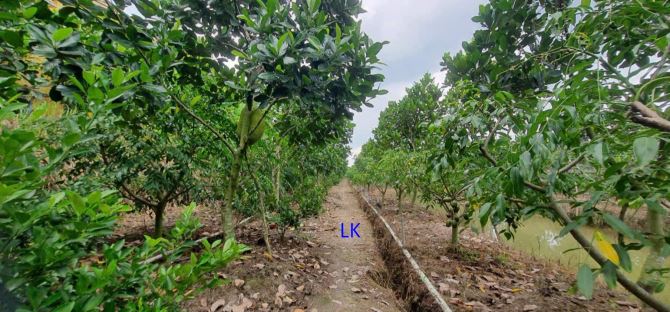 🔰Bán vườn mít: 11.600m² (Mặt tiền 49m, hậu 24m) 🔰Đường nhựa 3.5m, xã Bình Hàng Tây - 2