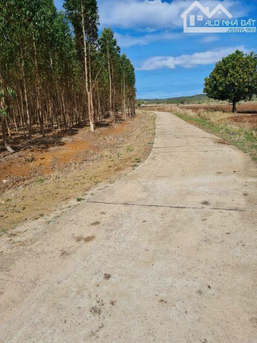 Bán 8 mẫu đất 3 mặt tiền tại Kon Chiêng , MangYang , Gia Lai - 3