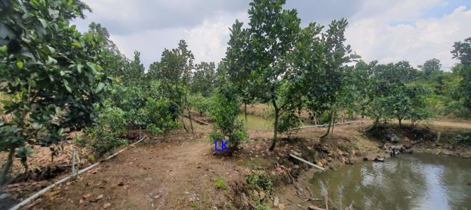 🔰Bán vườn mít: 11.600m² (Mặt tiền 49m, hậu 24m) 🔰Đường nhựa 3.5m, xã Bình Hàng Tây - 3