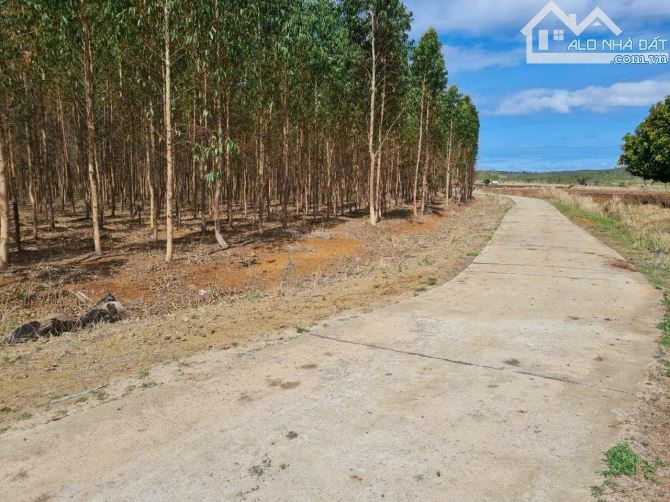 Bán 8 mẫu đất 3 mặt tiền tại Kon Chiêng , MangYang , Gia Lai - 4