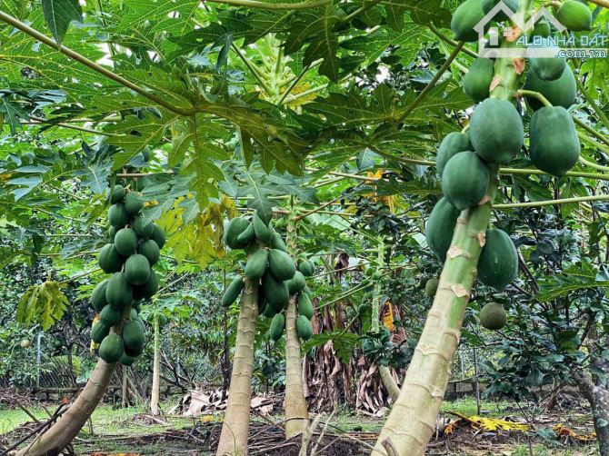 bán nhà vườn tâm huyết đường ô tô vào đến đất - 4
