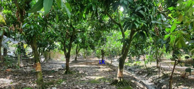 🔰Bán vườn mít: 11.600m² (Mặt tiền 49m, hậu 24m) 🔰Đường nhựa 3.5m, xã Bình Hàng Tây - 5